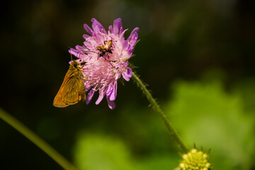 A golden butterfly and a beetle share a pink wildflower in perfect harmony, set against a rich, out-of-focus green background.