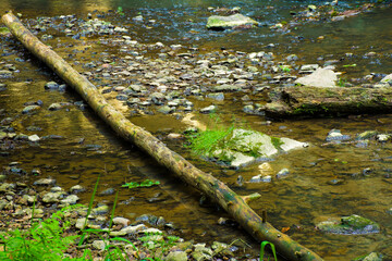 A calm forest stream with moss-covered logs and scattered rocks reflects light in a serene woodland setting.