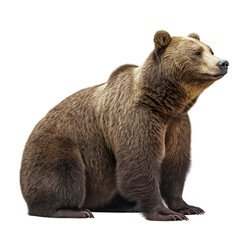Fototapeta premium Side view of a short-faced bear standing alert on a clean white background, highlighting its prehistoric features, powerful build, and distinct anatomy in a realistic wildlife studio-style composition