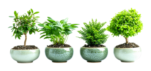 Indoor plant care tips for nurturing bonsai and houseplants in your home environment isolated on transparent background