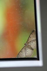 the moth seeks shelter in the corner of the window