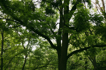 The sun filters through a dense canopy of green leaves, creating a peaceful and natural scene. A lush tree tops, branches and vibrant green leaves.