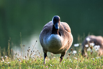 Succulent geese nibble on grass in the park in summer.