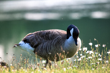 Succulent geese nibble on grass in the park in summer.