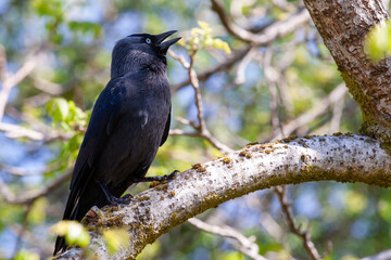 The western jackdaw, Eurasian jackdaw, the European jackdaw, or simply the jackdaw, is a passerine bird in the crow family. Found across Europe, western Asia and western North Africa 
