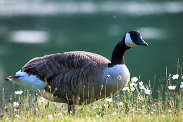 Succulent geese nibble on grass in the park in summer.