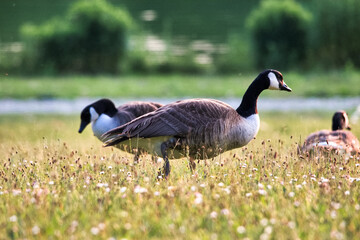 Succulent geese nibble on grass in the park in summer.
