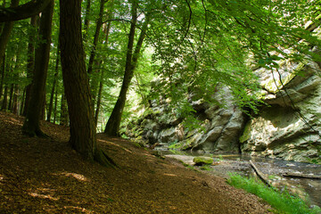 A tranquil forest path winds along a mossy cliff and stream, dappled with light filtering through a dense green canopy.