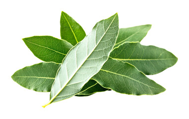 Fototapeta premium Fresh bay leaves for culinary delights kitchen ingredient bright isolated on transparent background