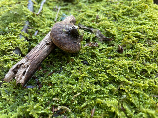 Moss with sticks and an acorn cap