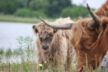 Baby Scottish Highland Cow calf peeking out from behind mom
