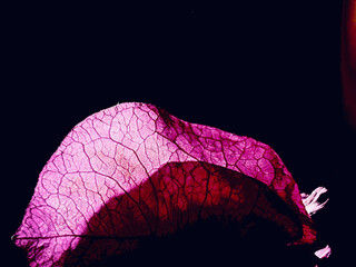 abstract photography of Fuchsia bracts of bougainvillea on a dark background