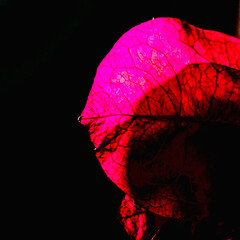 square photograph of the silhouette of a bougainvillea bracts on a dark background