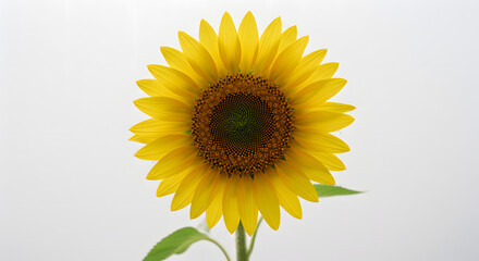 Obraz premium Bright Sunflower on White Background – Minimal Nature Concept