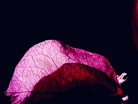 abstract photography of Fuchsia bracts of bougainvillea on a dark background