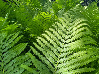 green fern leaves