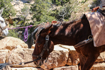 Mule train on South Kaibab Trail at Grand Canyon National Park.