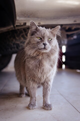 gato gris de pelo largo