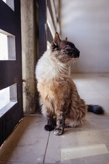 gato siamés