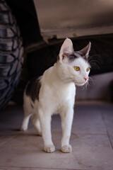 gato joven bicolor