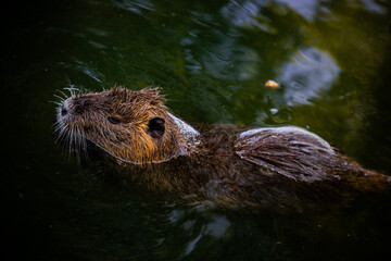 Nutria