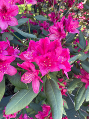 pink azalea flowers in the garden