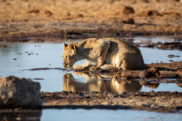 Lion at Etosha National Park, Namibia