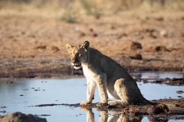 Lion at Etosha National Park, Namibia