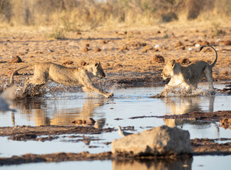 Lion at Etosha National Park, Namibia