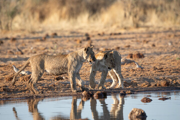 Fototapeta premium Lion at Etosha National Park, Namibia