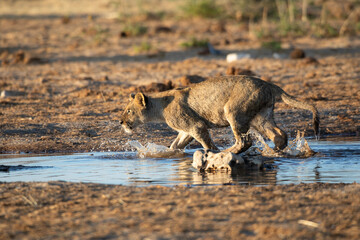 Lion at Etosha National Park, Namibia