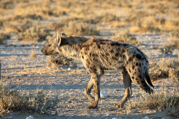 Hyena at Etosha National Park, Namibia