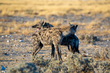 Hyena at Etosha National Park, Namibia