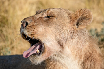 Lion at Etosha national Park