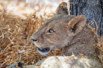 Lion at Etosha National Park, Namibia