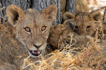 Lion at Etosha National Park, Namibia