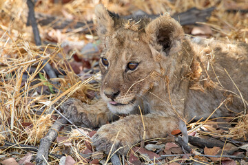Lion at Etosha National Park, Namibia