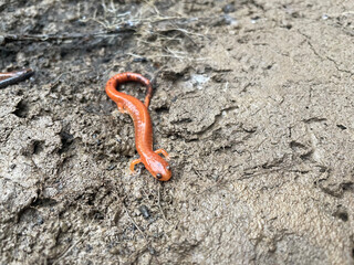Salamander on dirt and rocks