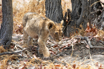 Lion at Etosha National Park, Namibia