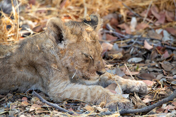 Lion at Etosha National Park, Namibia