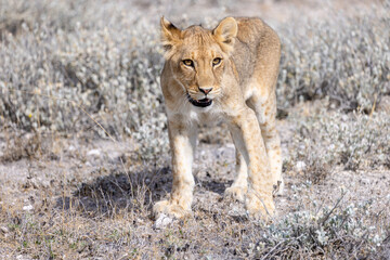 lion in etosha national park