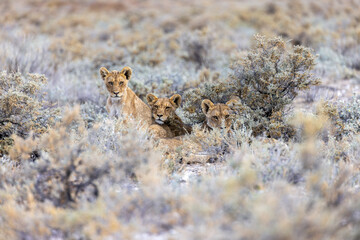 lion in etosha national park
