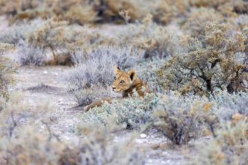 lion in etosha national park