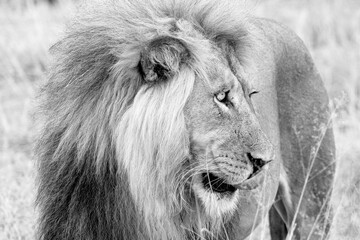 lion in kgalagadi national park