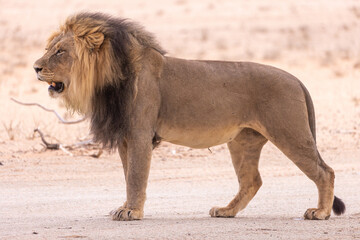 Obraz premium lion in kgalagadi national park