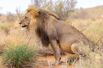 Lion in Kgalagadi National Park