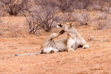 lioness in kgalagadi national park