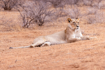 lioness in kgalagadi national park