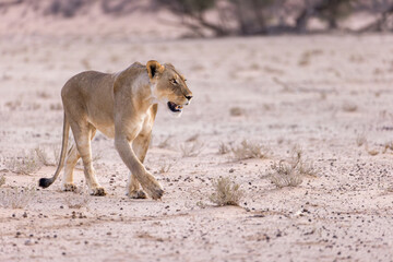 lioness in kgalagadi national park