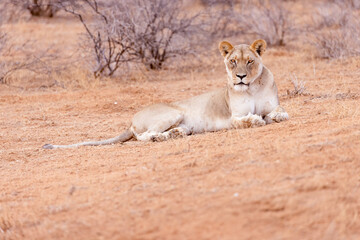 lioness in kgalagadi national park